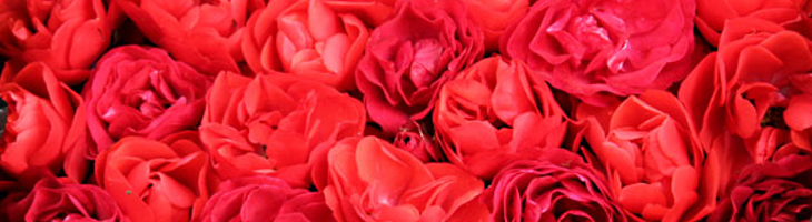 Valentines Flowers and Roses Charmed Flowers