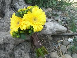 yellow-gerbera.jpg